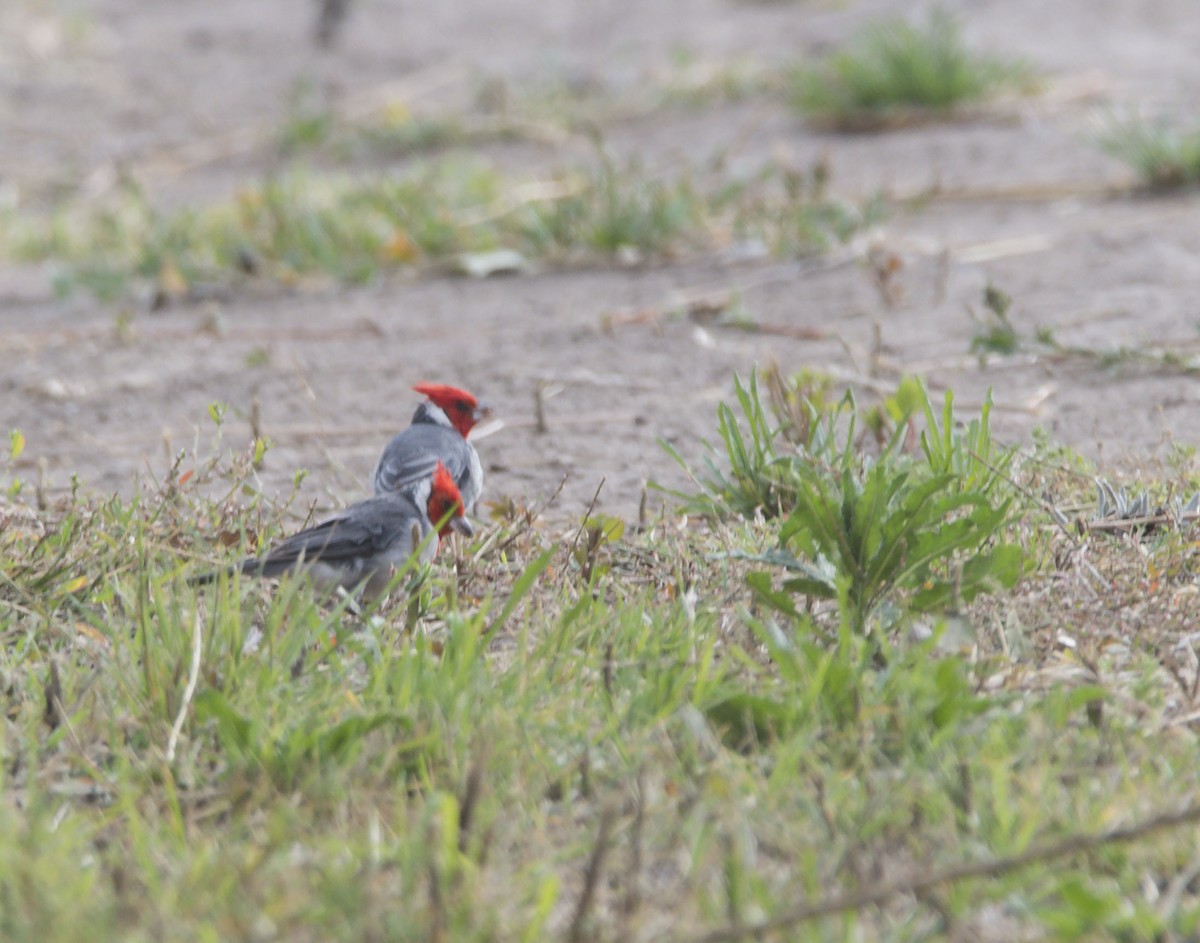 Red-crested Cardinal - ML616414727