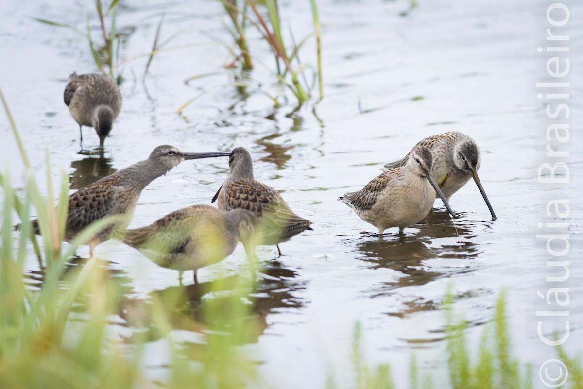 Long-billed Dowitcher - ML61641481