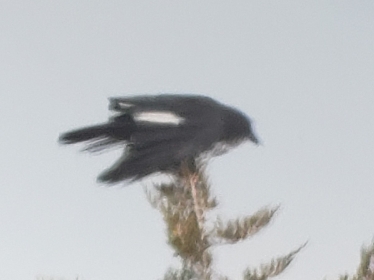 Corvus sp. (crow sp.) - ML616414847