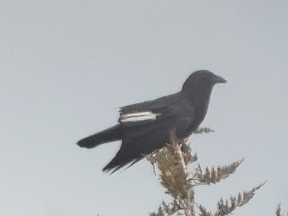 Corvus sp. (crow sp.) - ML616414849