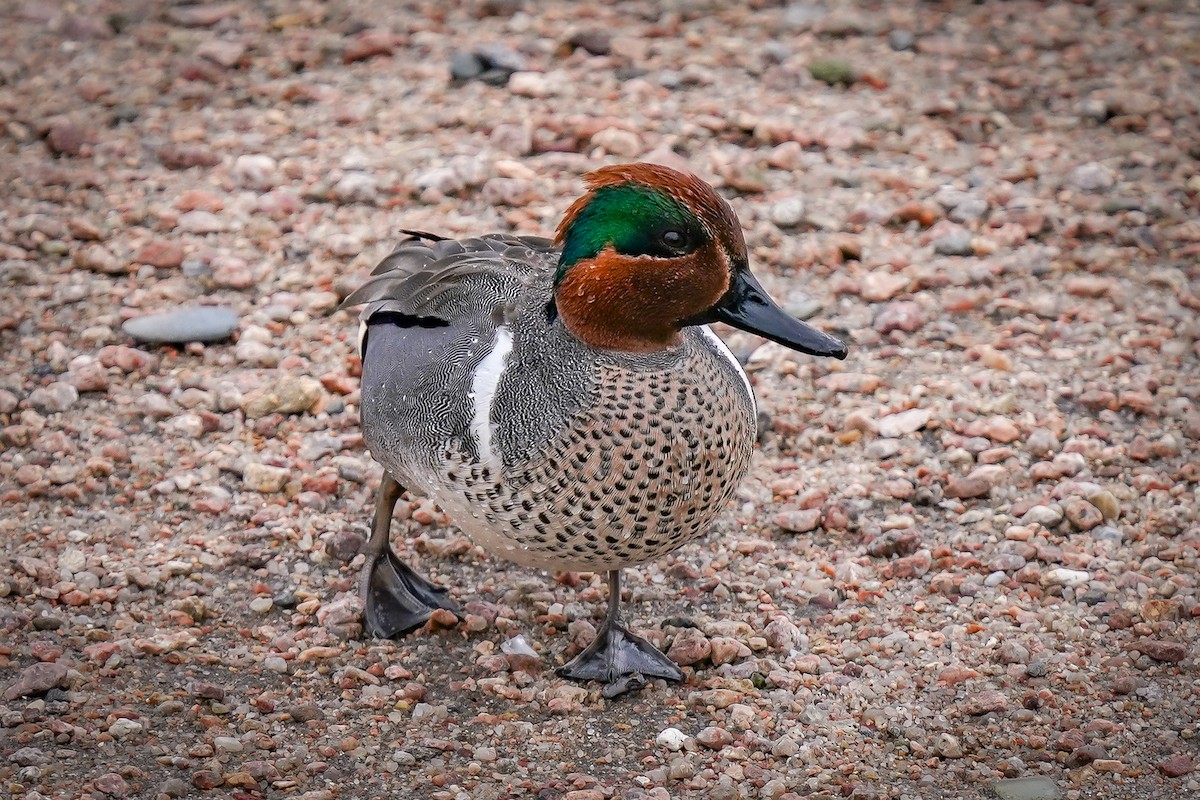 Green-winged Teal - ML616414875