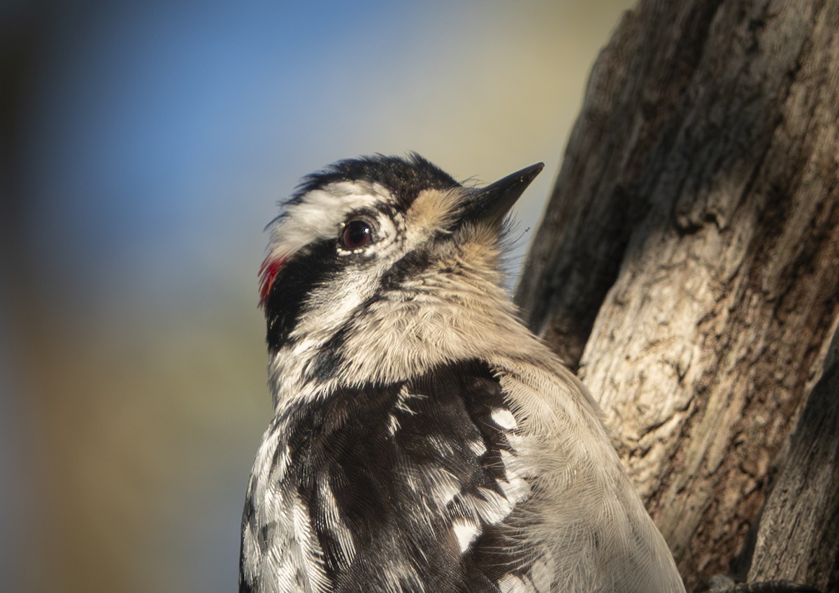 Downy Woodpecker - ML616414925