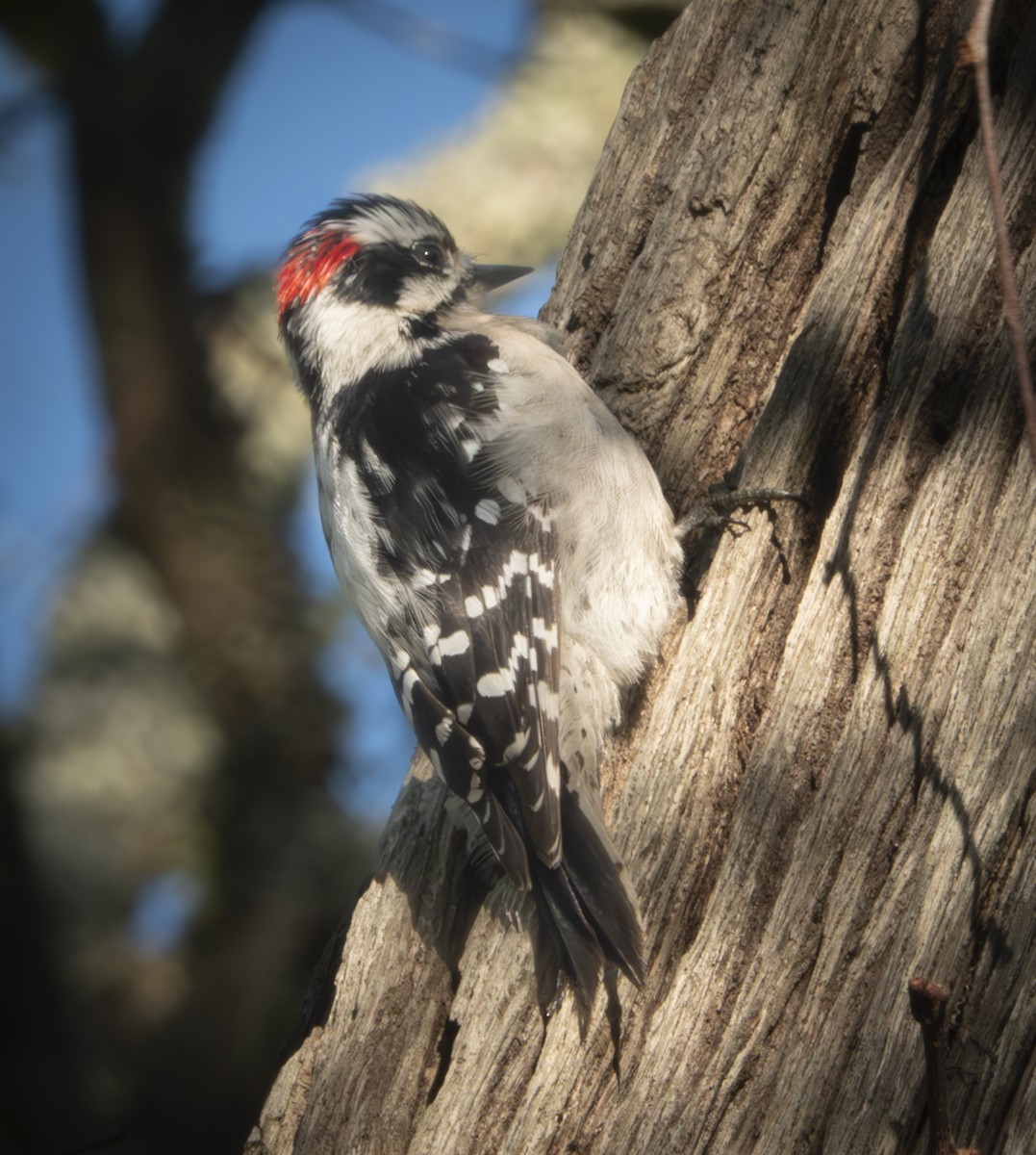 Downy Woodpecker - ML616414926