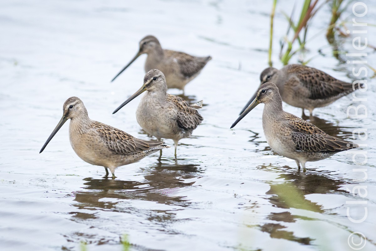 Long-billed Dowitcher - ML61641501