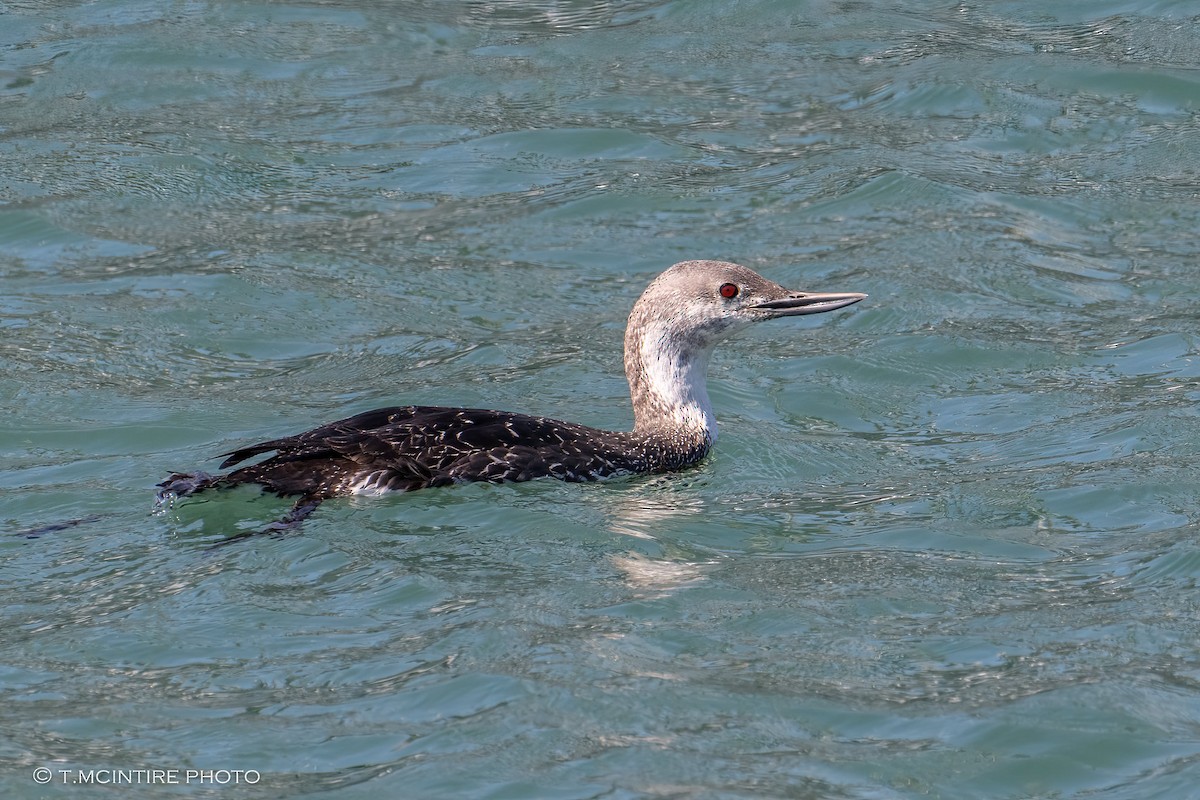 Red-throated Loon - ML616415021