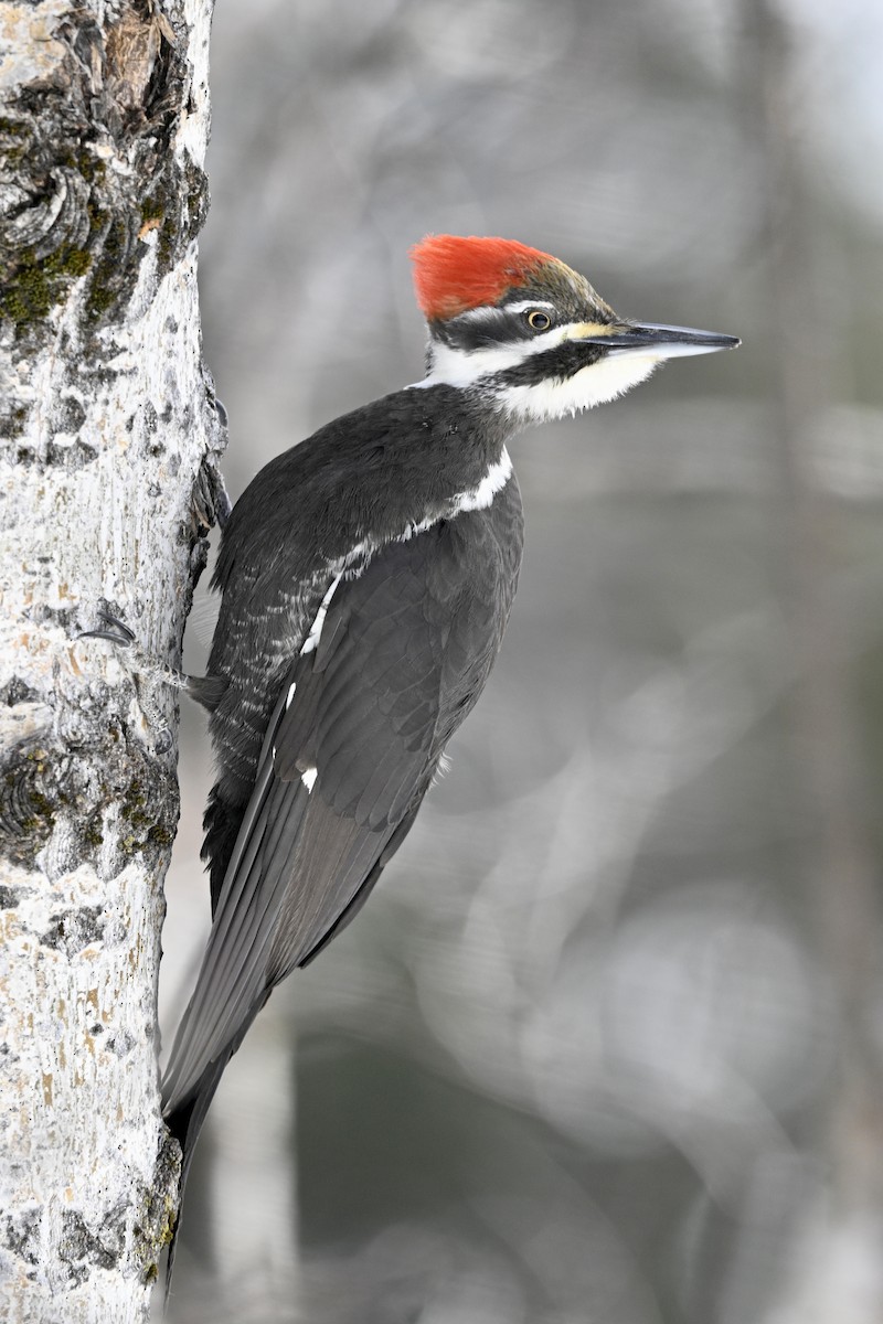 Pileated Woodpecker - Yves Darveau