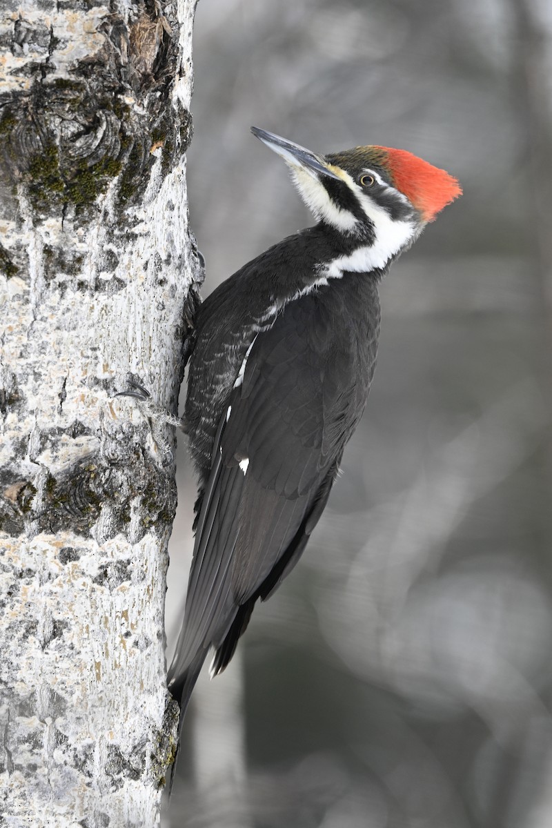 Pileated Woodpecker - ML616415058