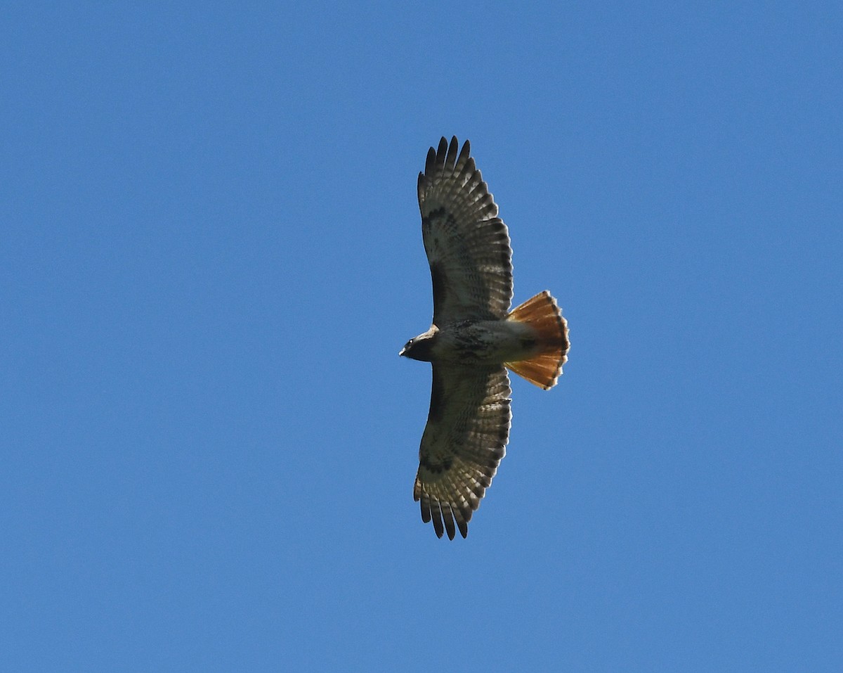 Red-tailed Hawk (jamaicensis) - Joshua Vandermeulen