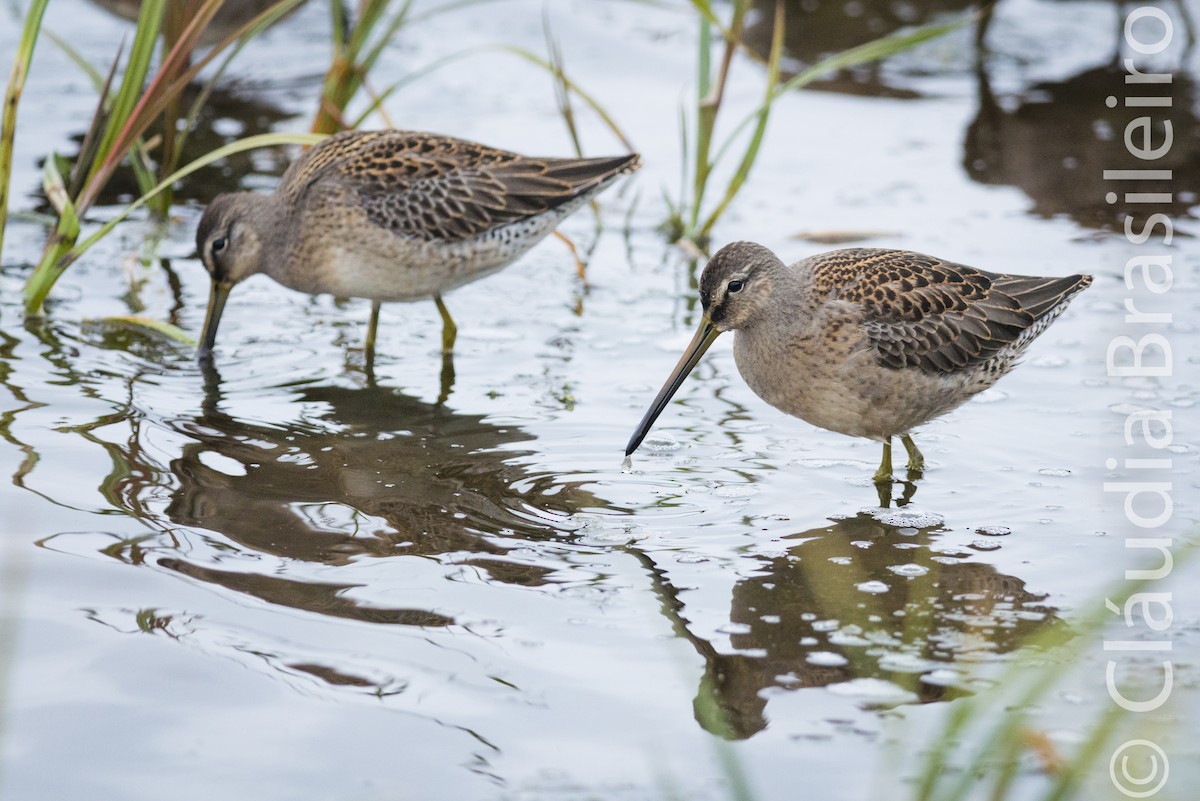 Long-billed Dowitcher - ML61641511
