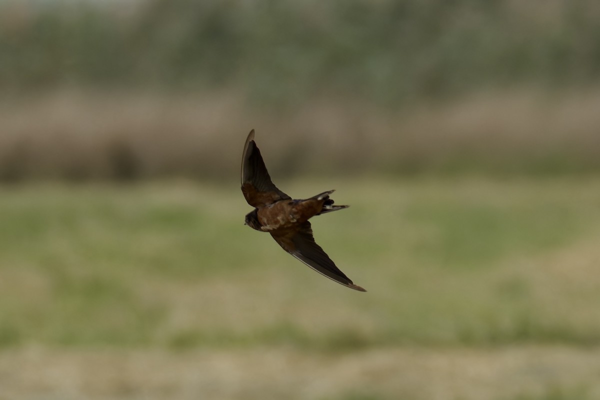 Barn Swallow (Tytler's) - ML616415152
