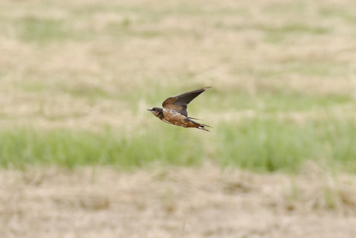 Barn Swallow (Tytler's) - ML616415153