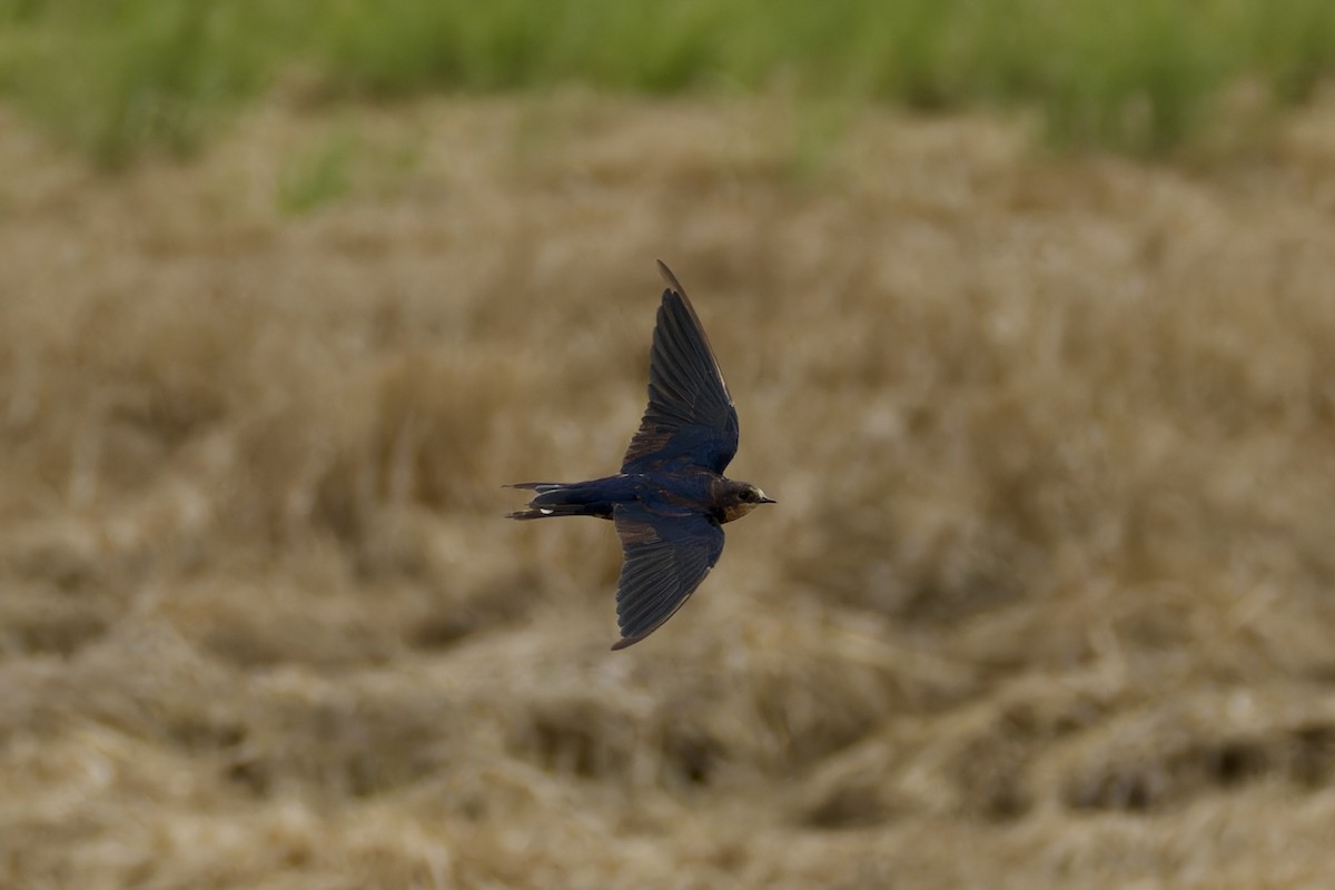 Barn Swallow (Tytler's) - ML616415154