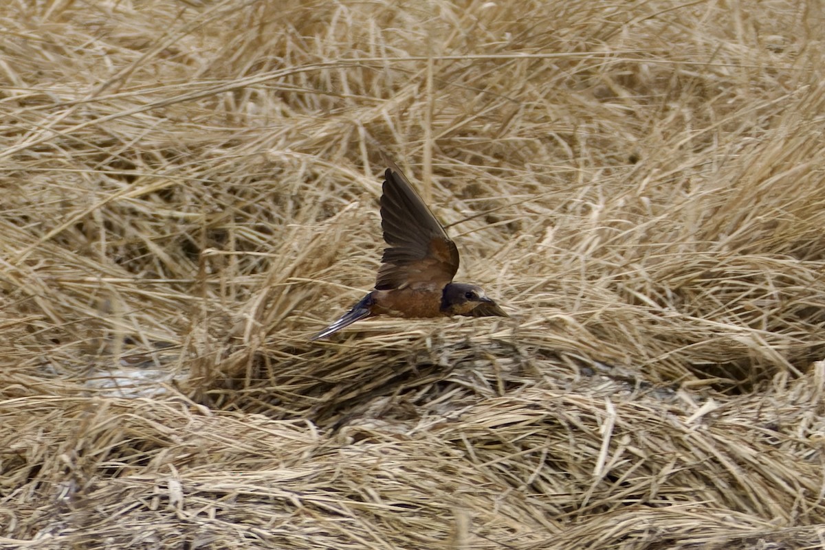 Barn Swallow (Tytler's) - Ted Burkett