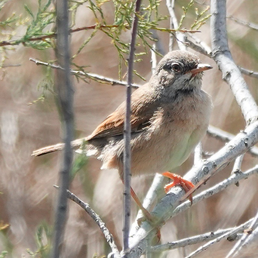 Spectacled Warbler - ML616415211