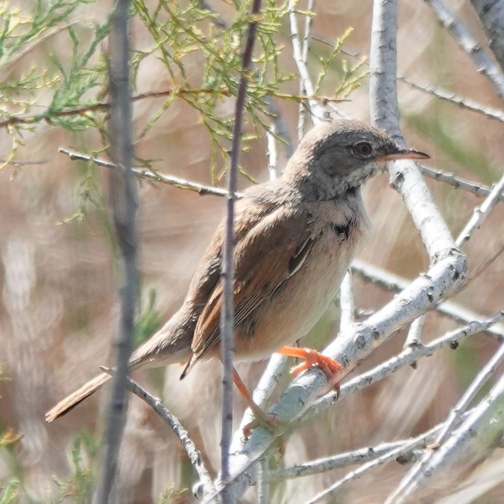 Spectacled Warbler - ML616415212