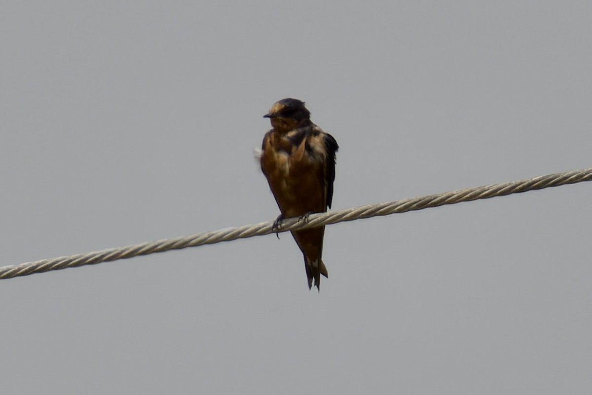 Barn Swallow (Tytler's) - ML616415236