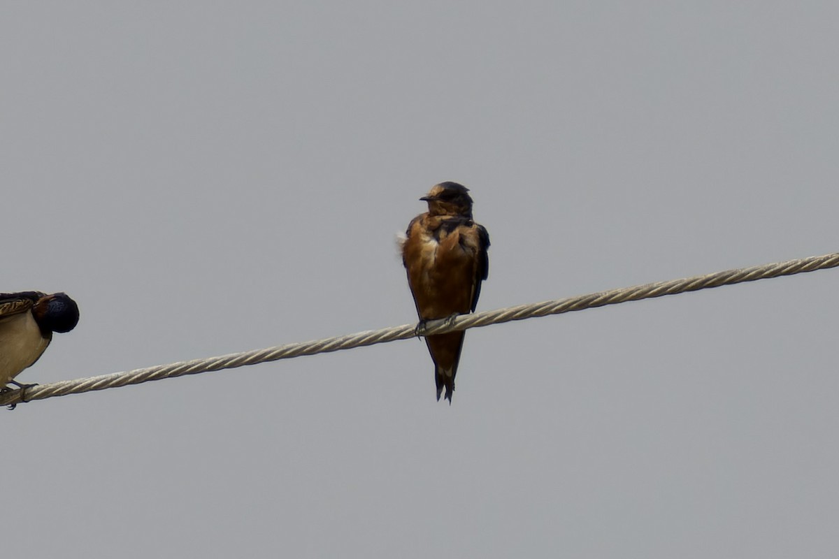 Barn Swallow (Tytler's) - ML616415237