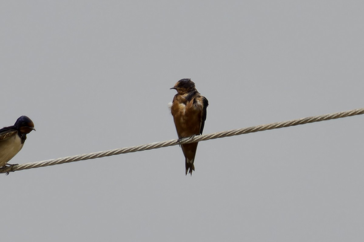 Barn Swallow (Tytler's) - ML616415238