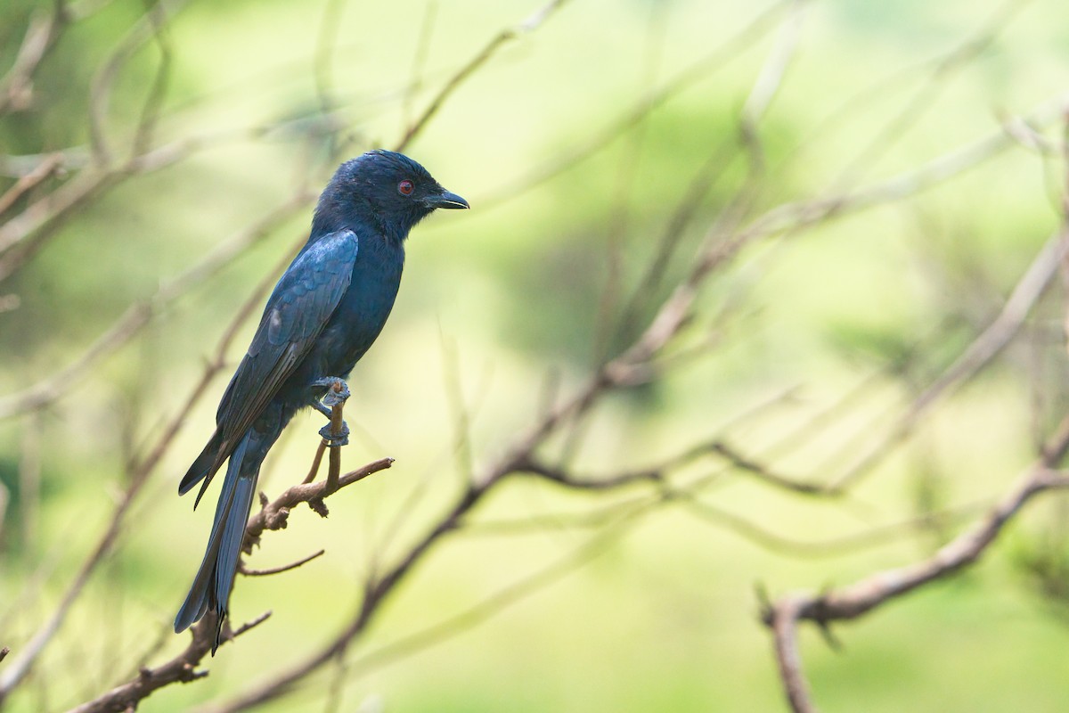 Fork-tailed Drongo - ML616415300