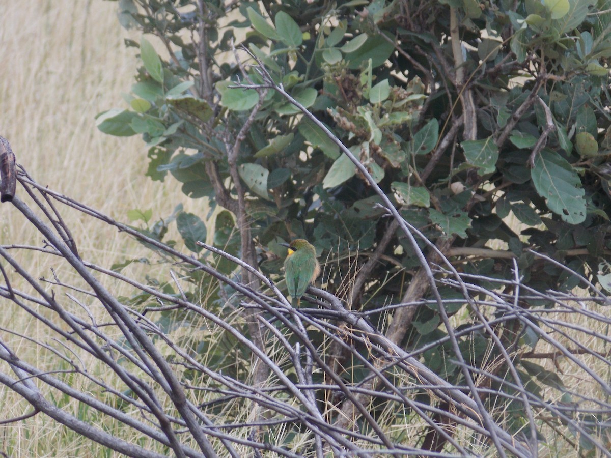 Little Bee-eater - ML616415380