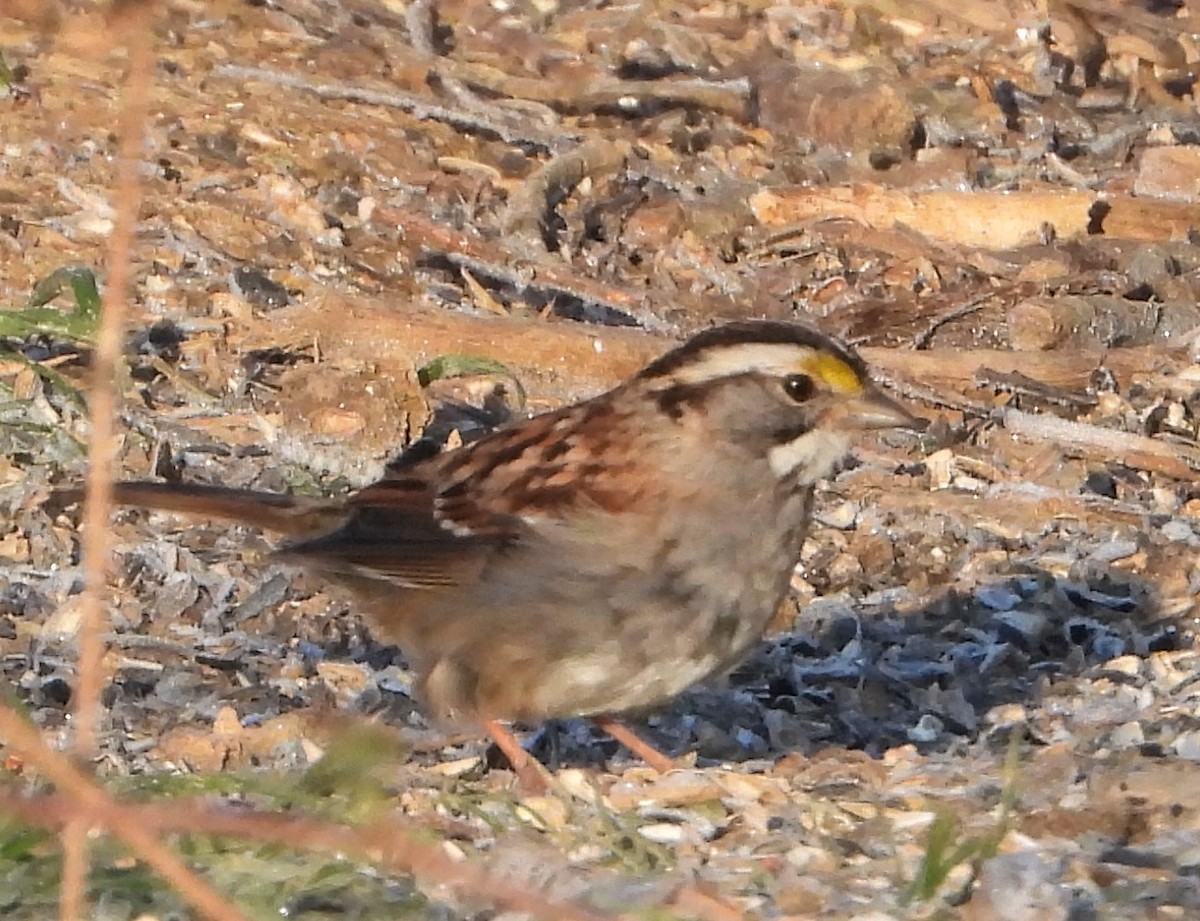 White-throated Sparrow - ML616415447