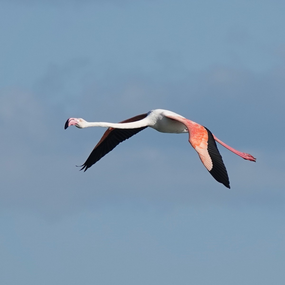 Greater Flamingo - ML616415503