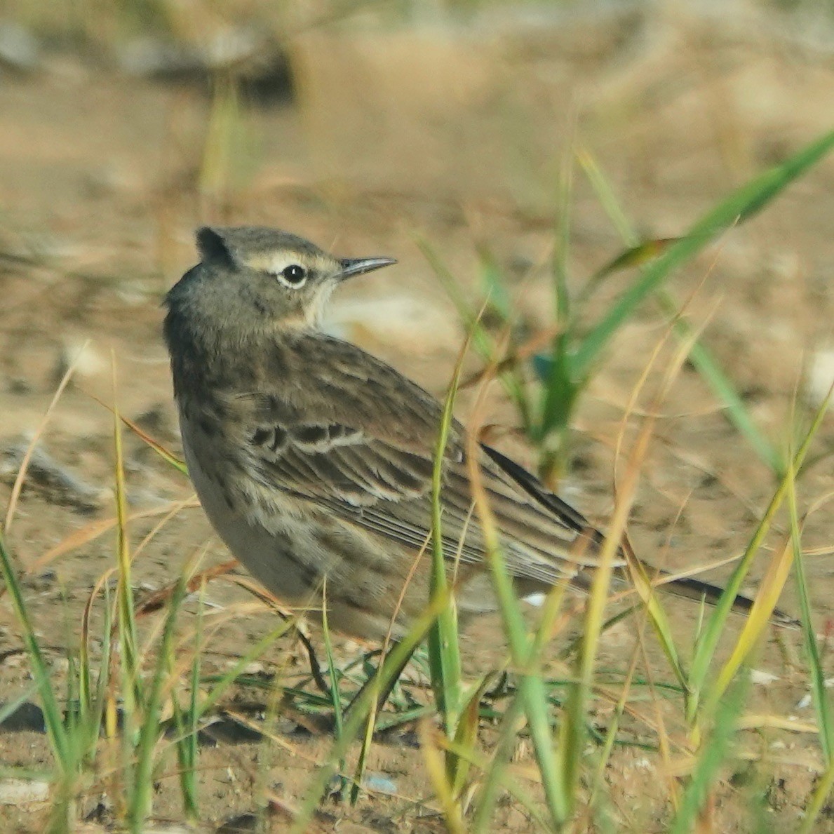 Water Pipit - ML616415516
