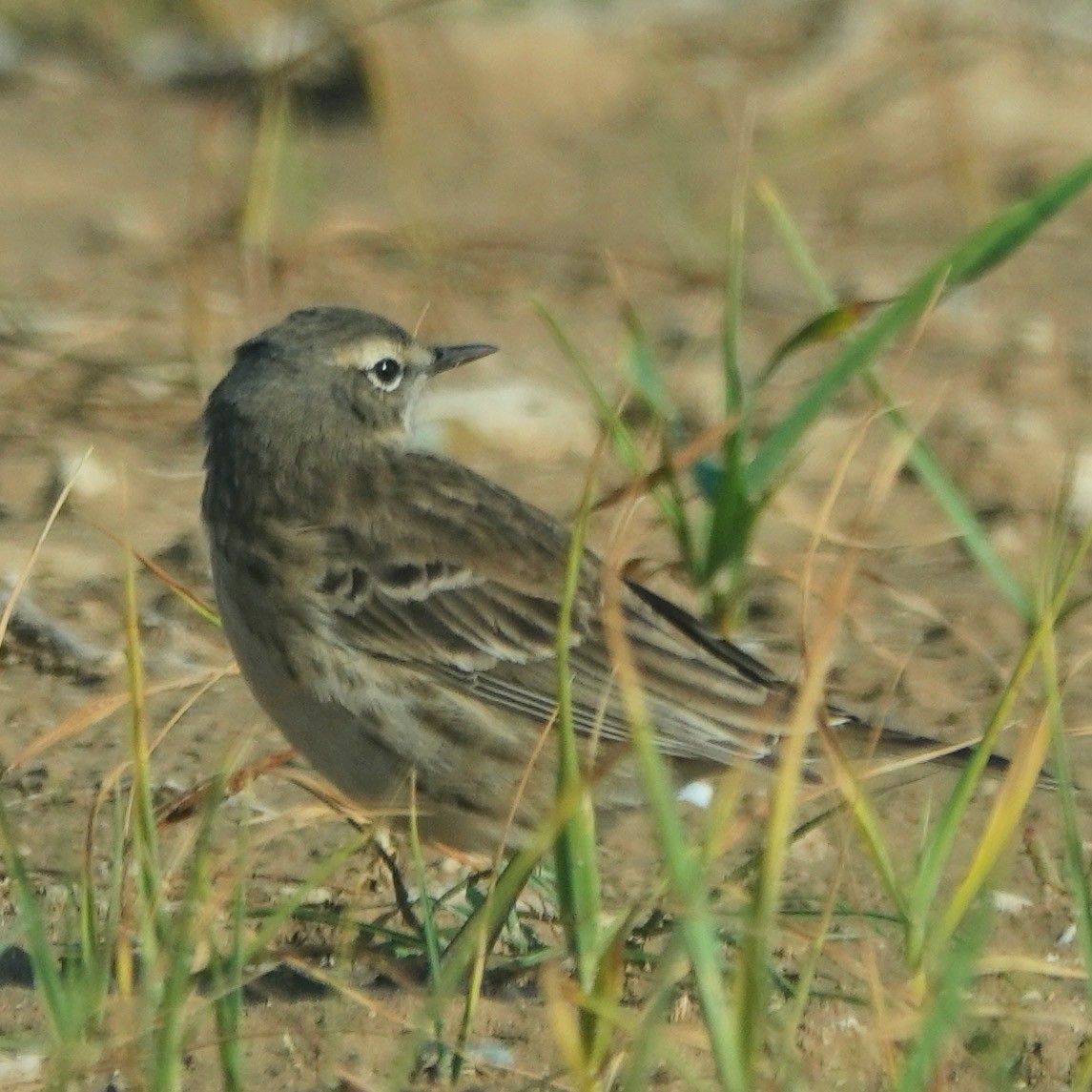 Water Pipit - ML616415517