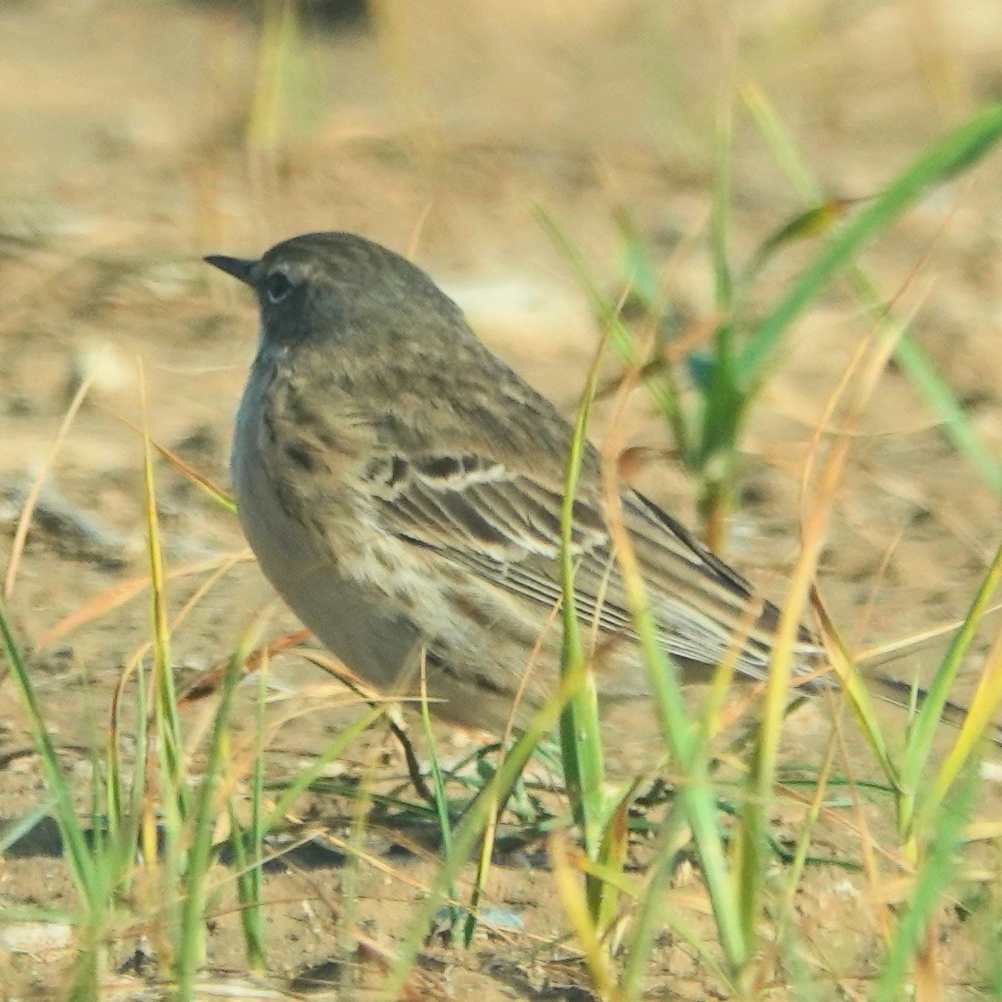 Water Pipit - ML616415518