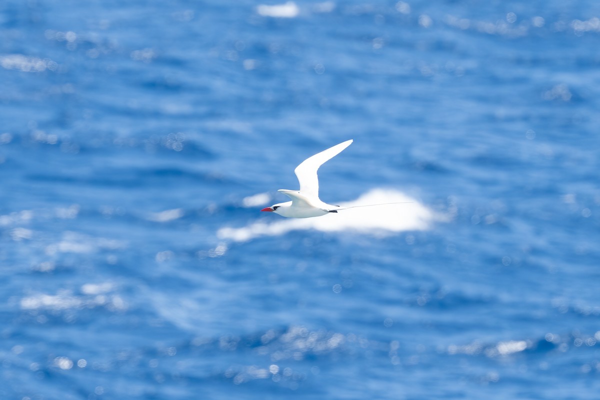 Red-tailed Tropicbird - ML616415599