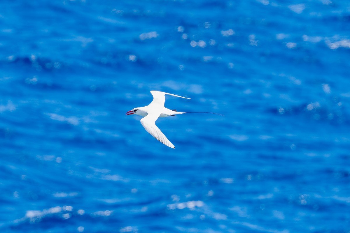 Red-tailed Tropicbird - ML616415600