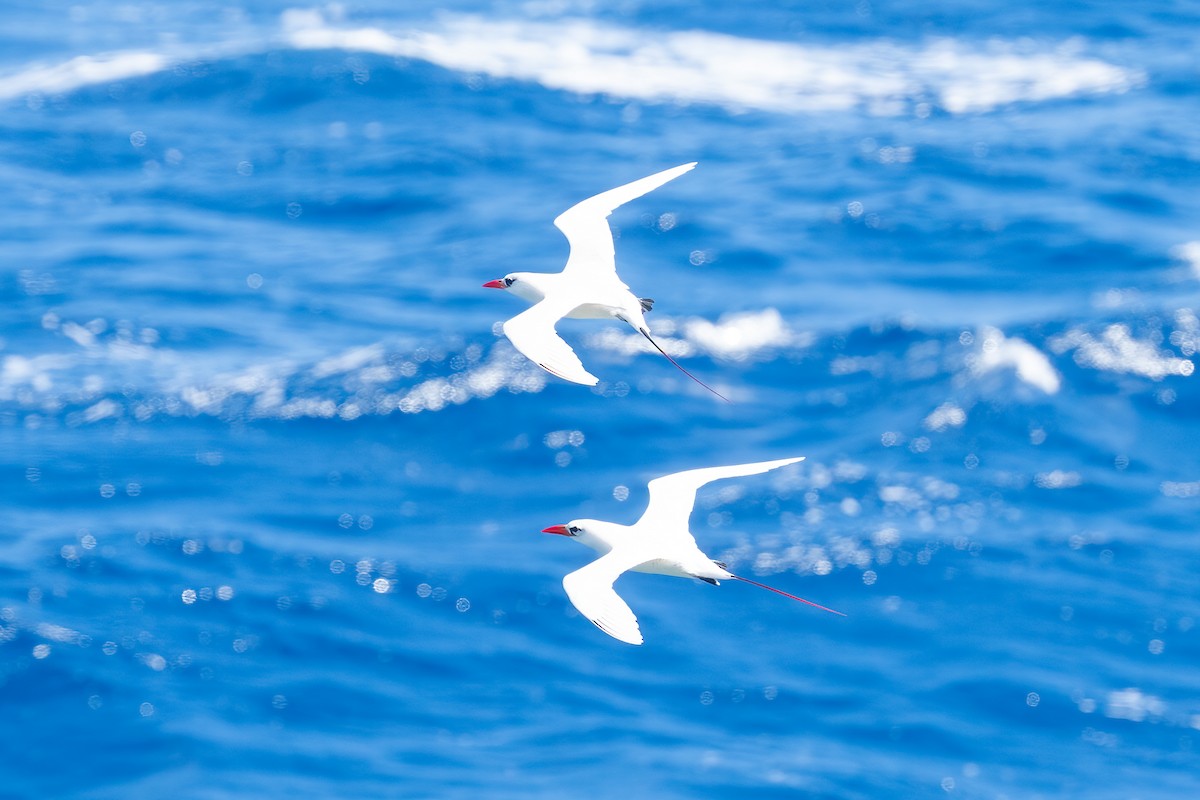 Red-tailed Tropicbird - ML616415601