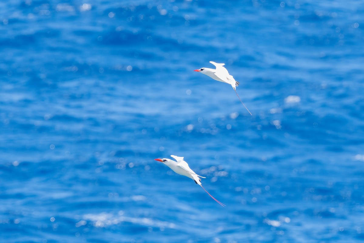 Red-tailed Tropicbird - ML616415602