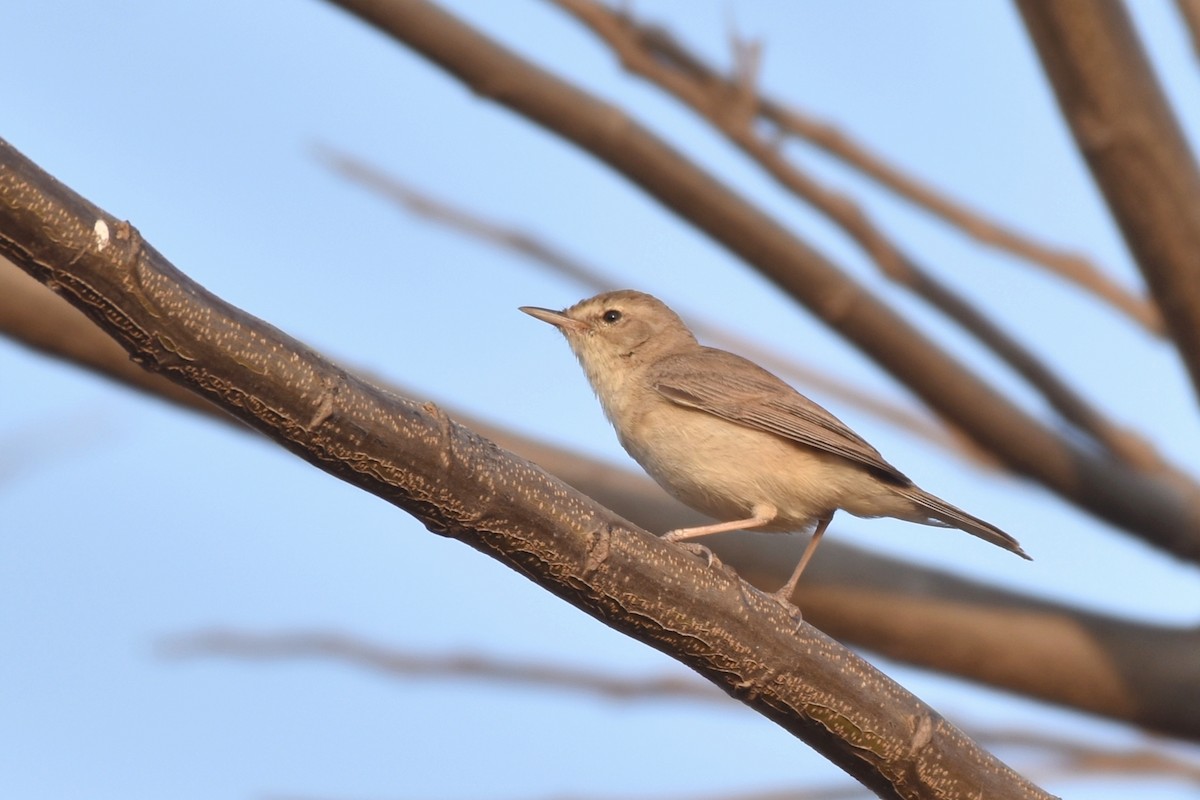 Booted Warbler - ML616415635