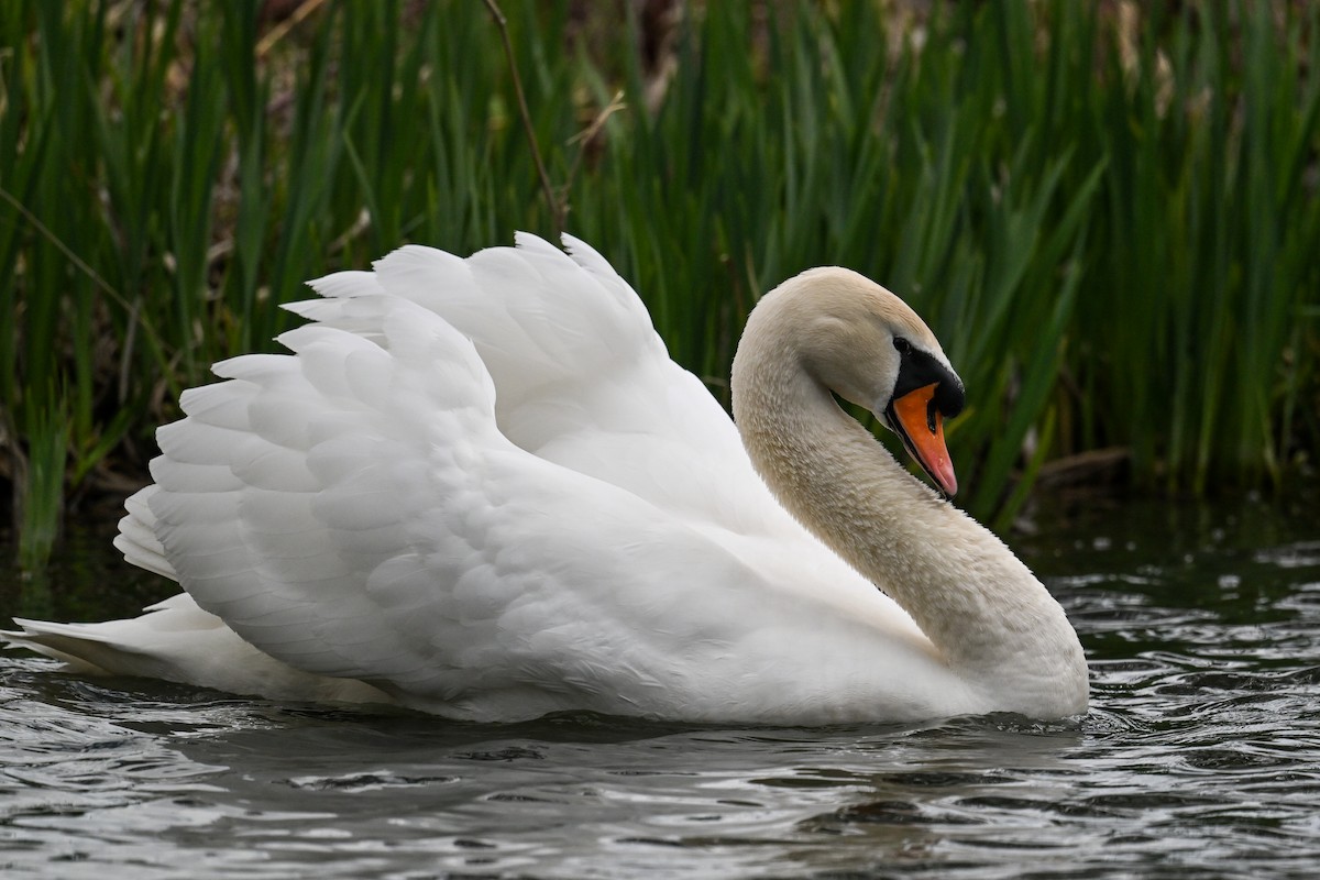 Mute Swan - Maryse Neukomm
