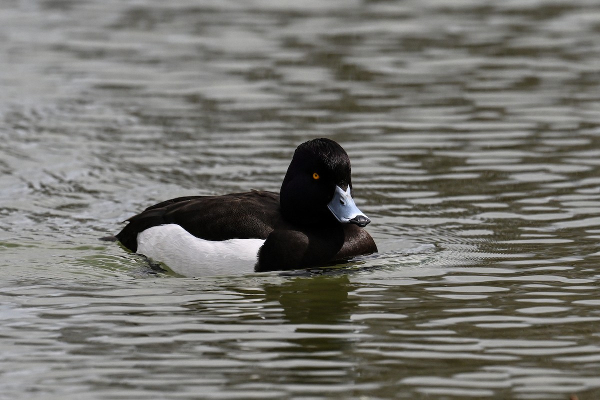 Tufted Duck - ML616415872