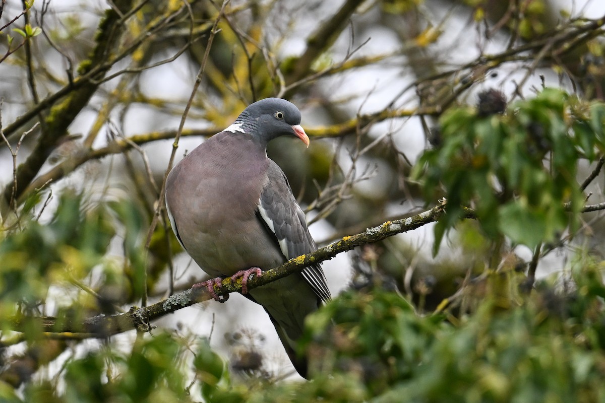 Common Wood-Pigeon - ML616415971