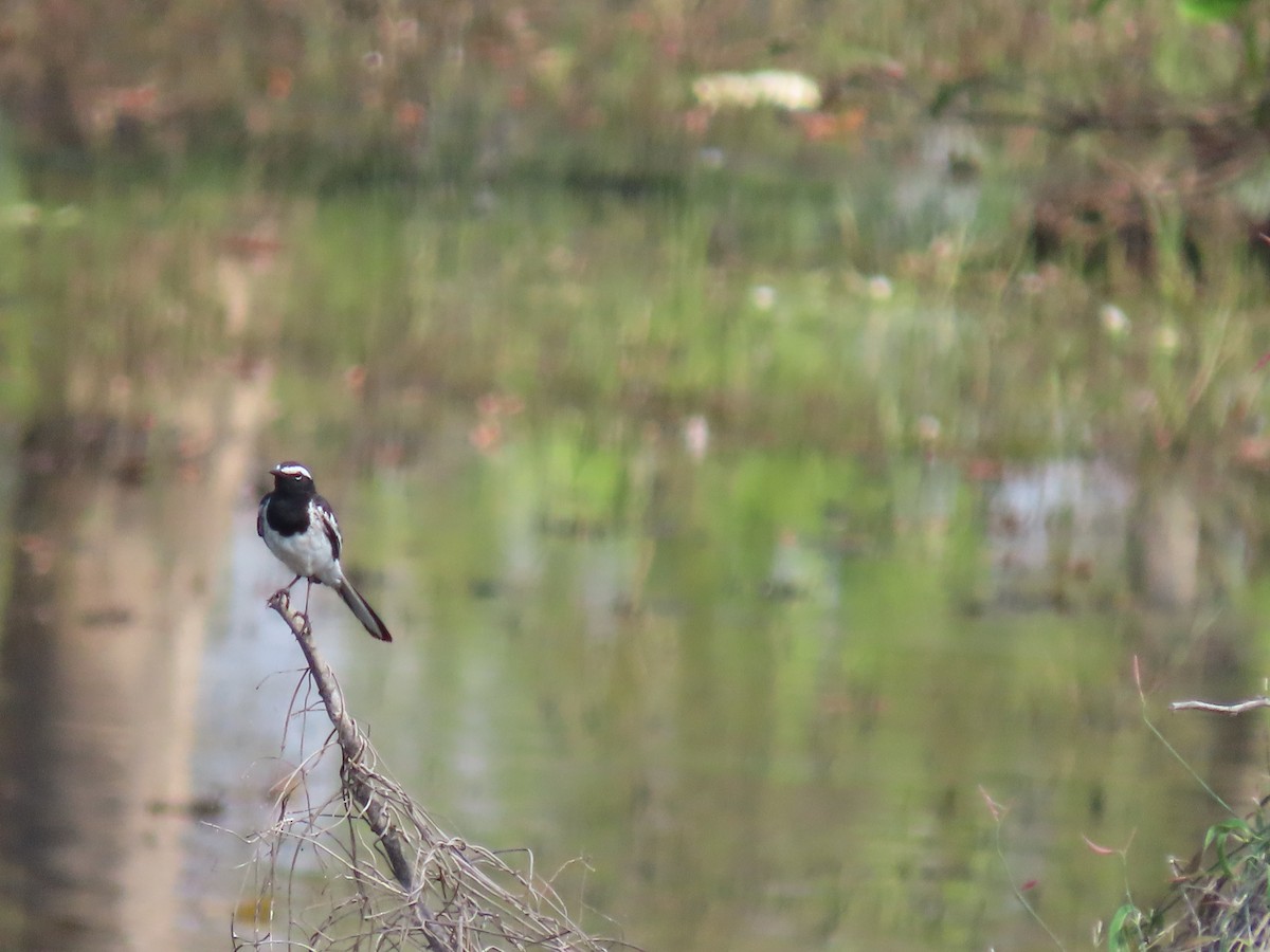White-browed Wagtail - ML616415998