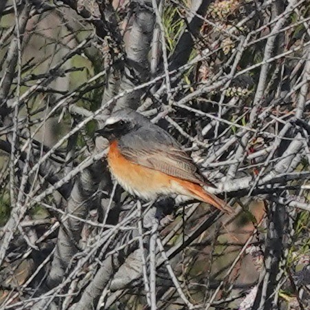 Common Redstart - marcel finlay