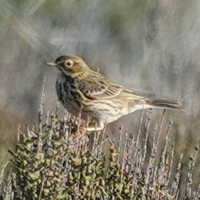 Meadow Pipit - ML616416040