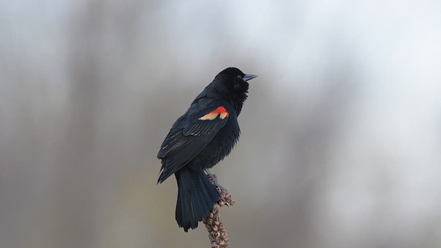 Red-winged Blackbird - ML616416126