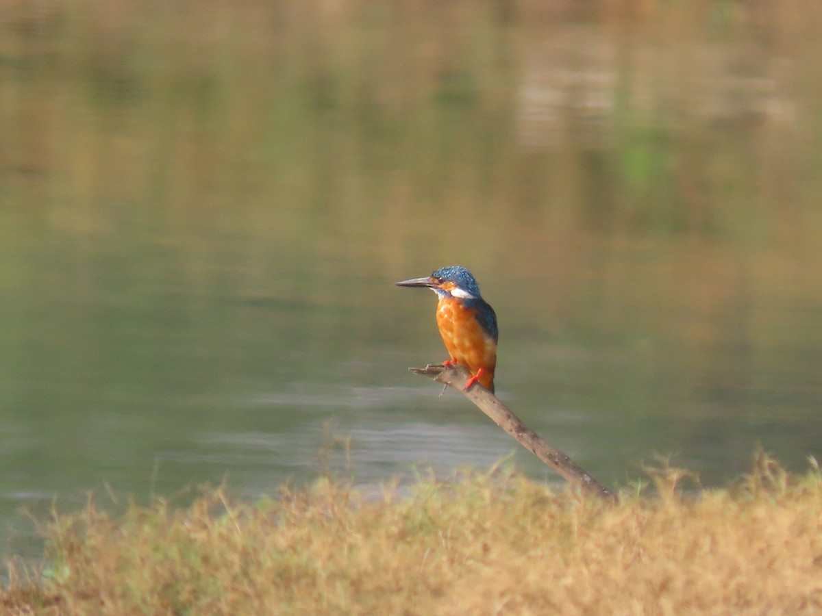 Common Kingfisher - ML616416203