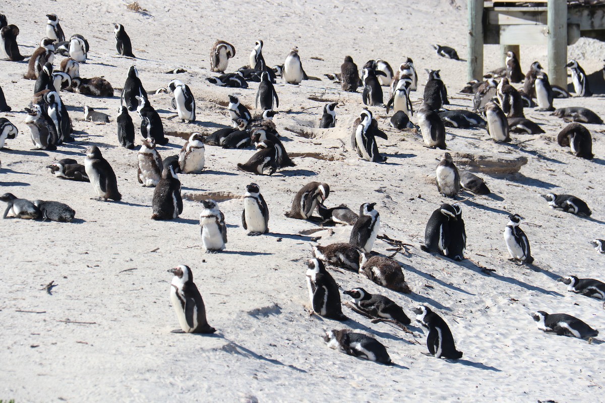 African Penguin - ML616416372