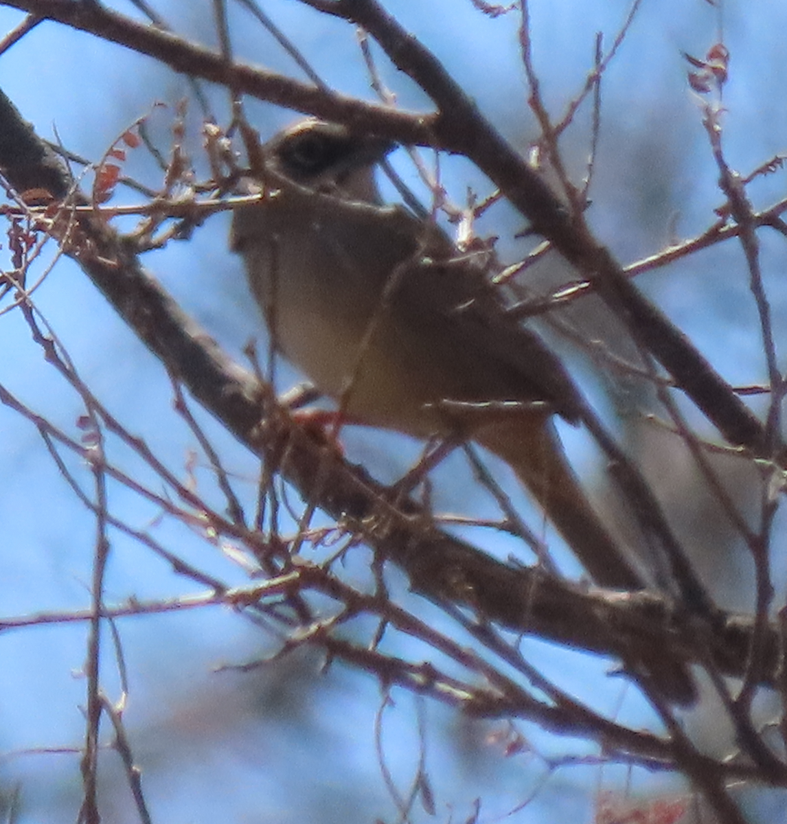 Oaxaca Sparrow - ML616416400