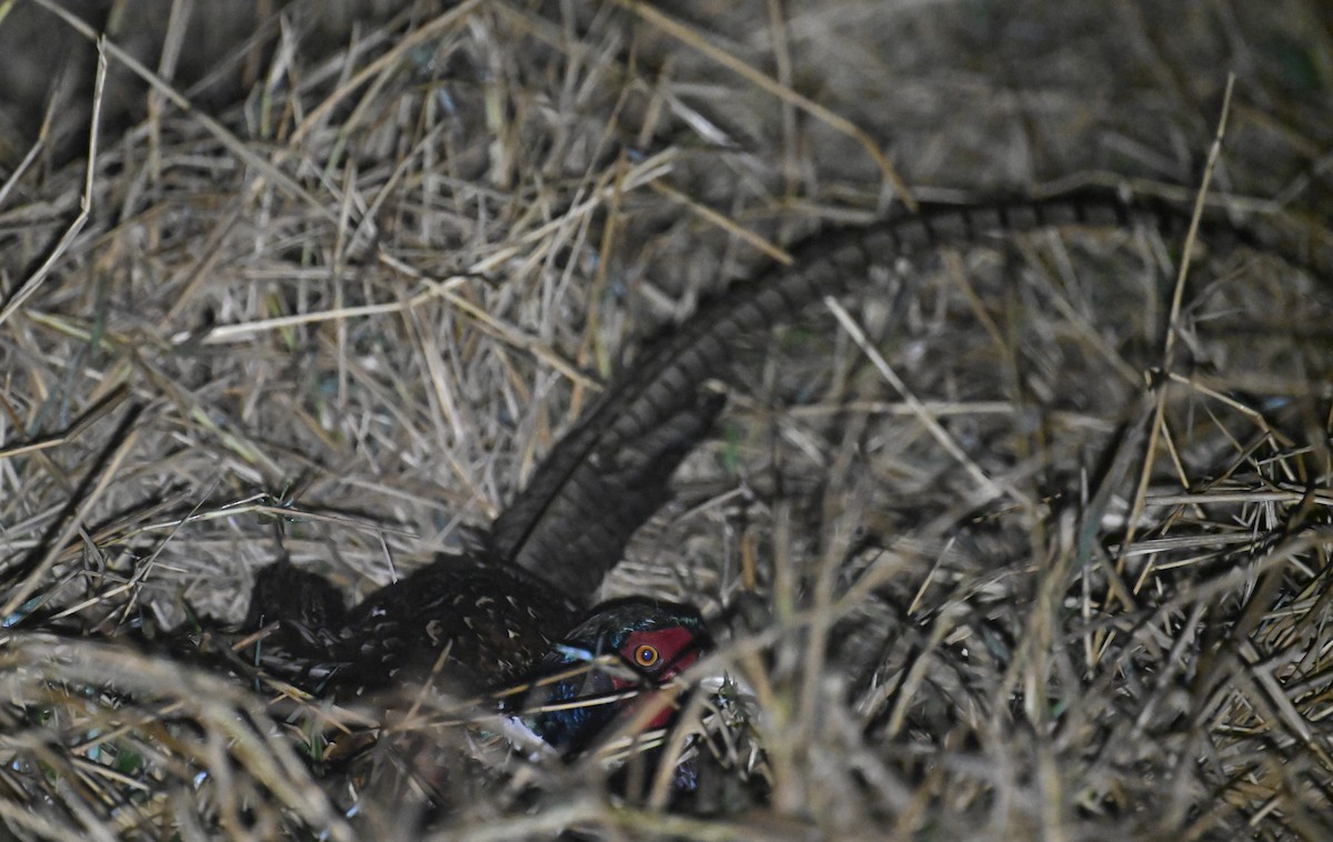 Ring-necked Pheasant - ML616416580