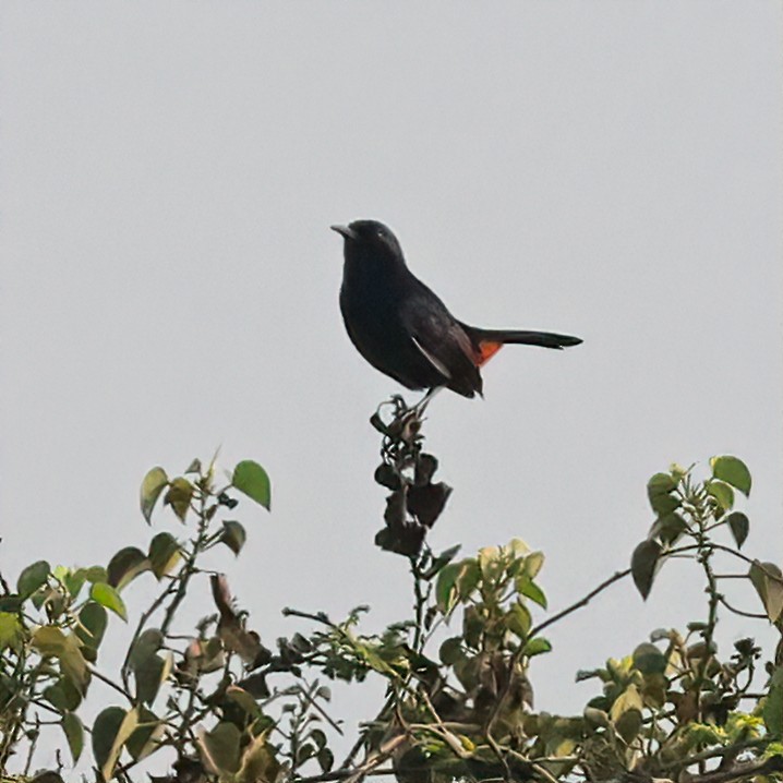Indian Robin - Surendra Kumar R