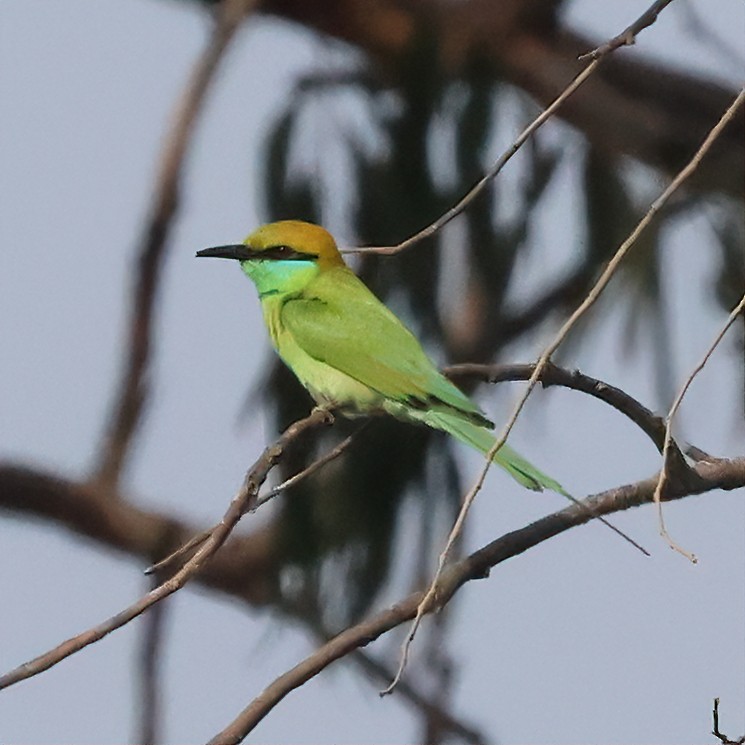 Asian Green Bee-eater - ML616416666