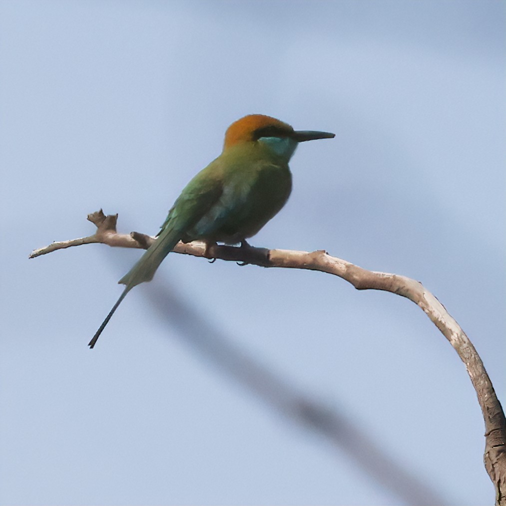 Asian Green Bee-eater - ML616416667
