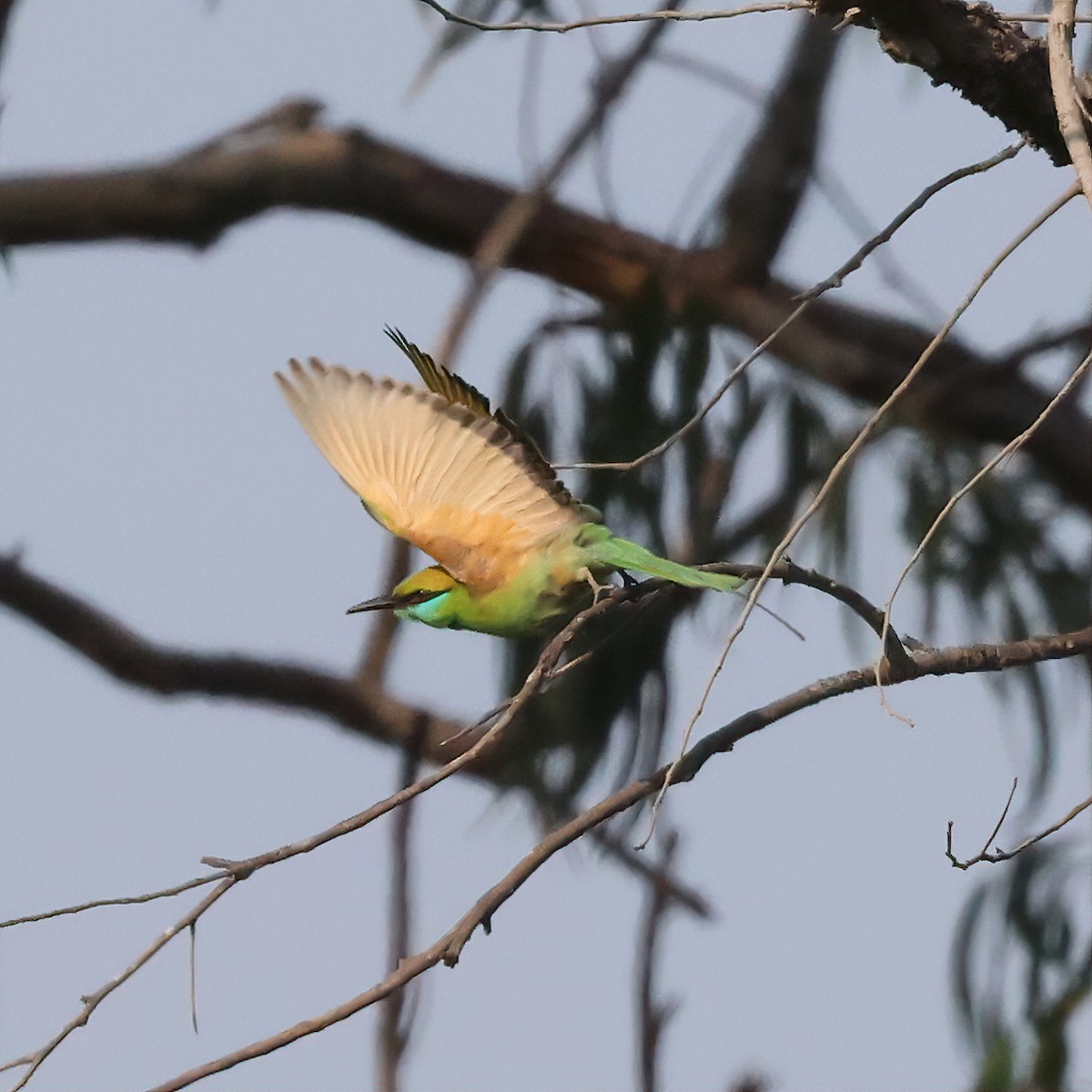 Asian Green Bee-eater - ML616416668