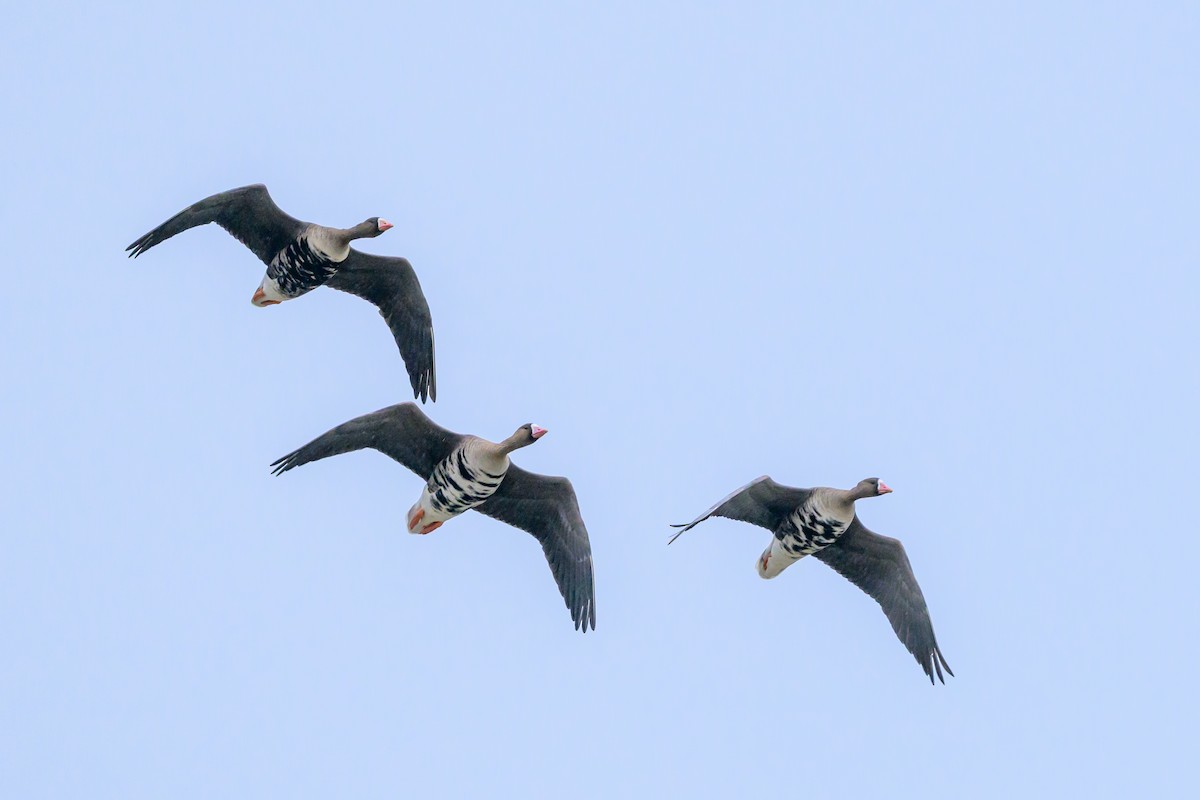 Greater White-fronted Goose - ML616416734